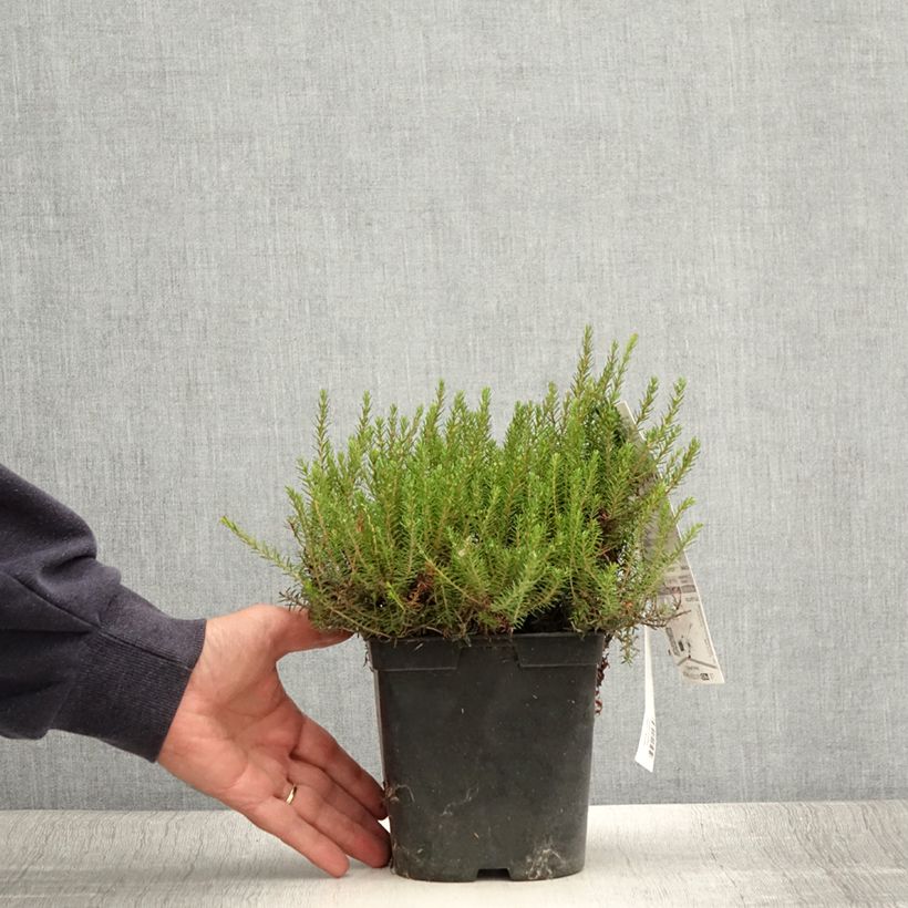 Esimerkki kesällä toimitetusta Lumikellokanerva Myreton Ruby Pot de 1,5L/2L-taimesta
