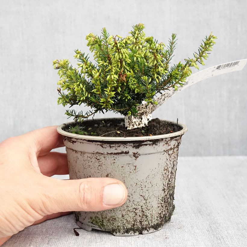 Esimerkki syksyllä toimitetusta Lumikellokanerva Rosalie 10 cm/11 cm ruukku-taimesta