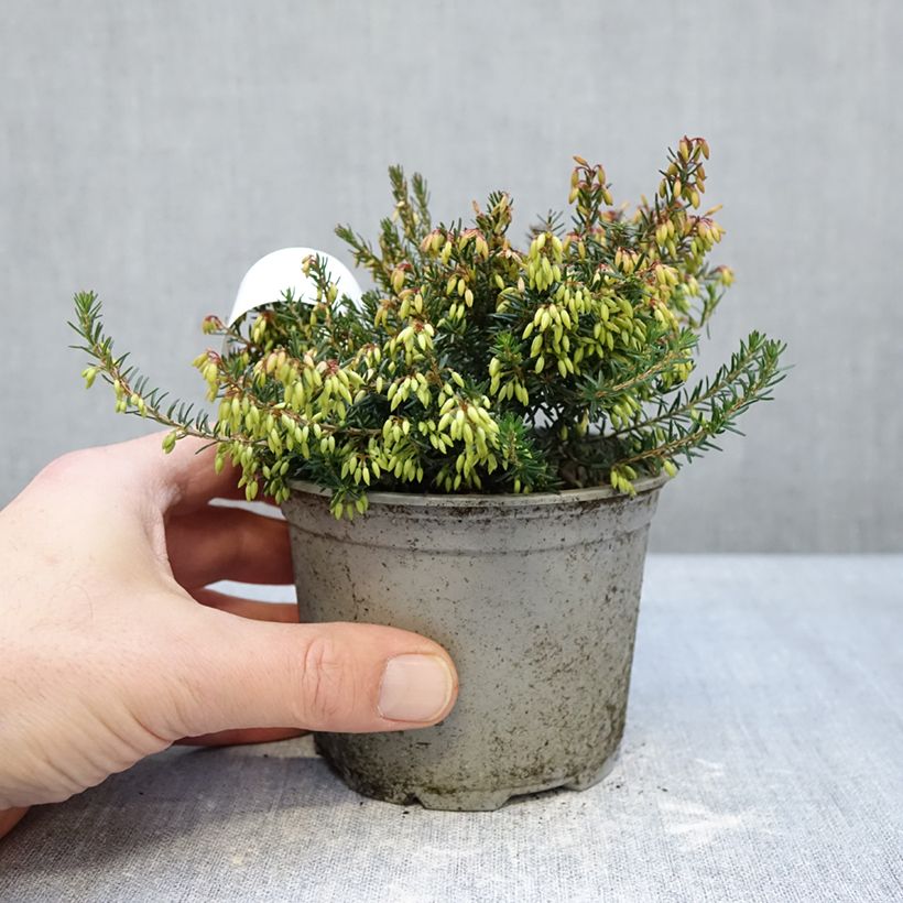 Esimerkki talvella toimitetusta Lumikellokanerva Rosalie Ruukku 12 cm / 13 cm-taimesta