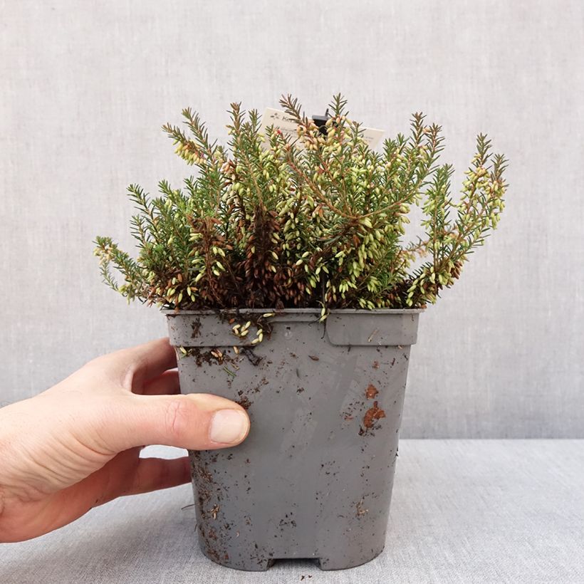 Esimerkki talvella toimitetusta Bruyère des neiges - Erica carnea Rosalie Pot de 2L/3L-taimesta