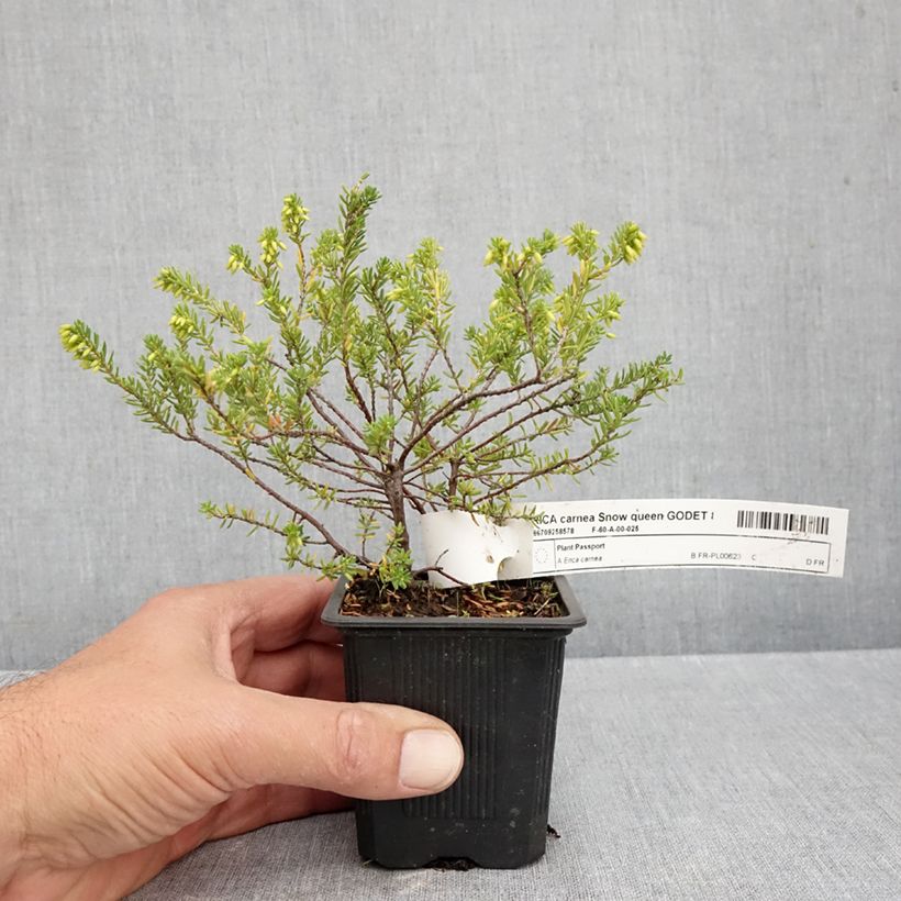 Esimerkki syksyllä toimitetusta Lumikellokanerva Snow Queen 8/9 cm taimiruukku-taimesta
