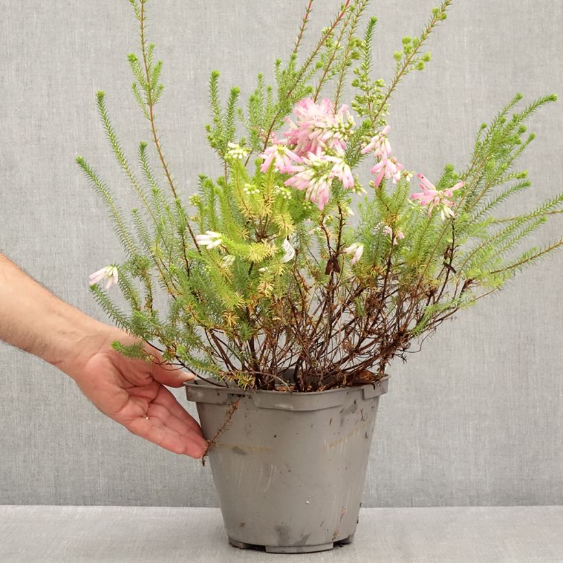 Esimerkki kesällä toimitetusta Kiehkurakellokanerva - Erica verticillata Pot de 4L/5L-taimesta