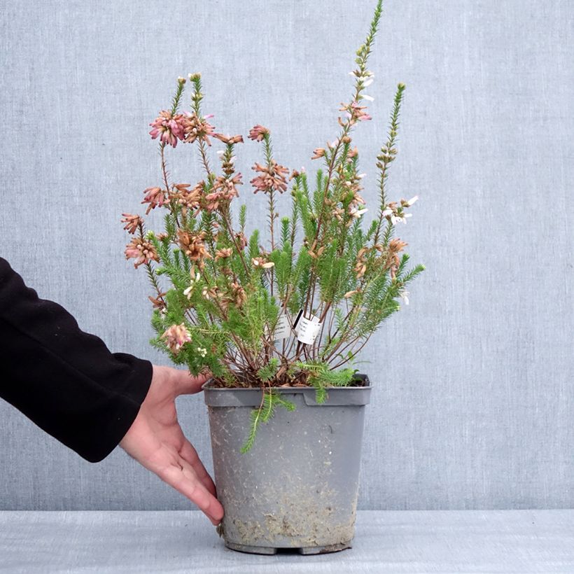 Esimerkki talvella toimitetusta Bruyère du Cap - Erica verticillata Pot de 4L/5L-taimesta