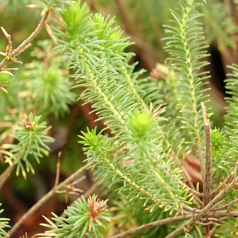Kiehkurakellokanerva - Erica verticillata (Lehvistö)