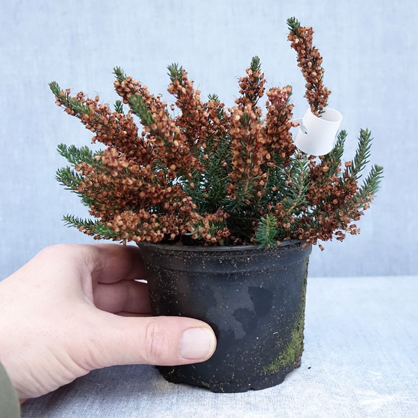 Esimerkki talvella toimitetusta Ranskankellokanerva Birch Glow 12 cm / 13 cm ruukku-taimesta