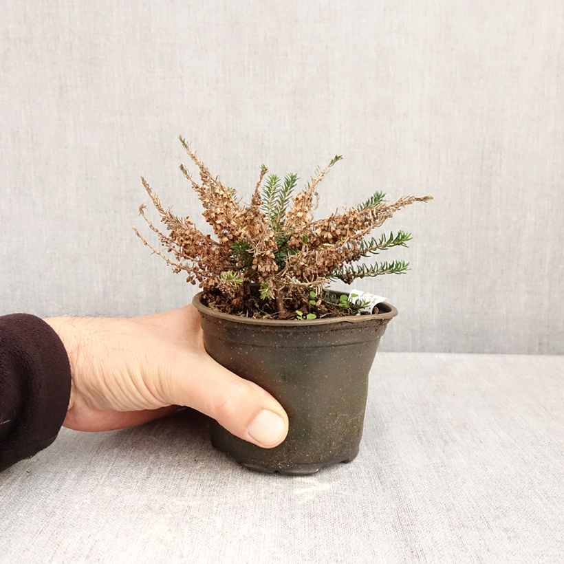 Esimerkki syksyllä toimitetusta Ranskankellokanerva Holden Pink 12 cm / 13 cm ruukku-taimesta