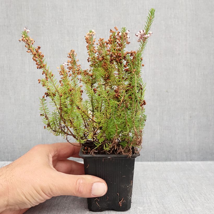 Esimerkki syksyllä toimitetusta Ranskankellokanerva Mrs D.F. Maxwell 8/9 cm taimiruukku-taimesta