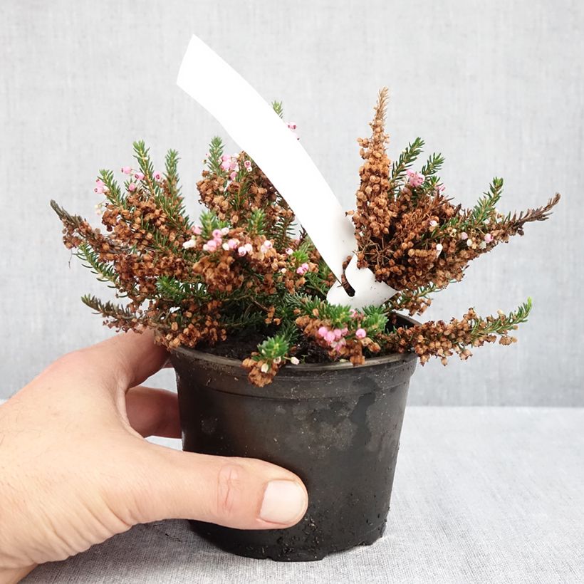 Esimerkki syksyllä toimitetusta Ranskankellokanerva Pyrenees Pink 12 cm / 13 cm ruukku-taimesta