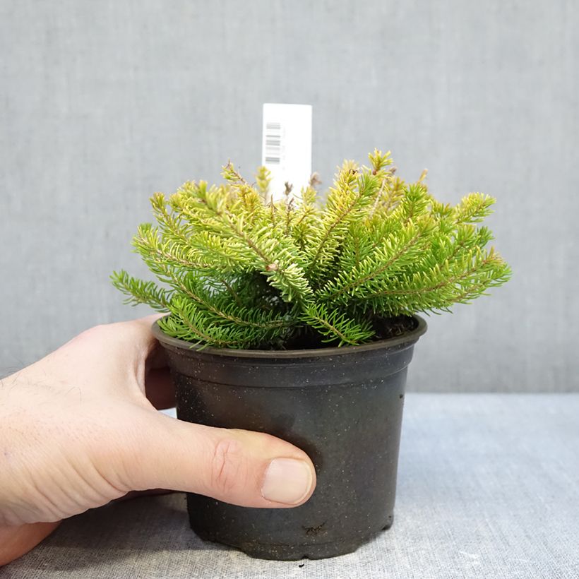 Esimerkki talvella toimitetusta Ranskankellokanerva Yellow John 12 cm / 13 cm ruukku-taimesta