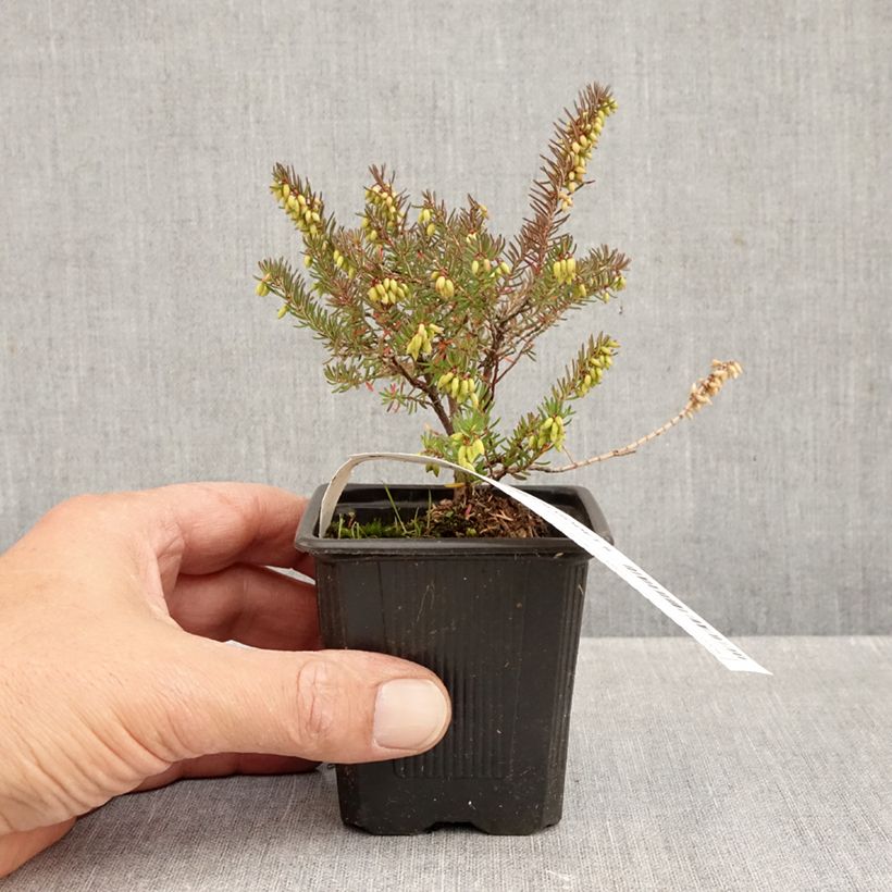 Esimerkki syksyllä toimitetusta Kaunokellokanerva Winter Belles Lucie 8/9 cm taimiruukku-taimesta