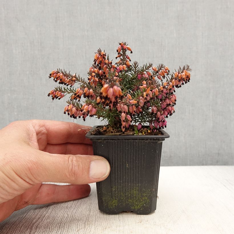 Esimerkki keväällä toimitetusta Kaunokellokanerva Winter Belles Lucie Taimiruukku 8/9 cm-taimesta