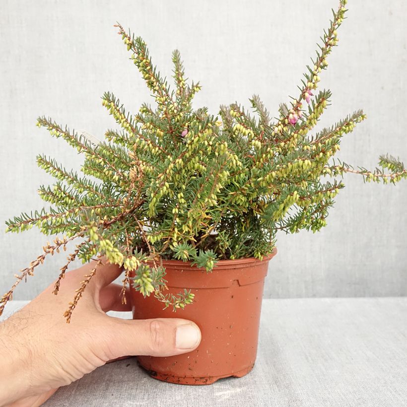 Esimerkki syksyllä toimitetusta Kaunokellokanerva Winter Belles Lucie 1 litran / 1,5 litran ruukku-taimesta
