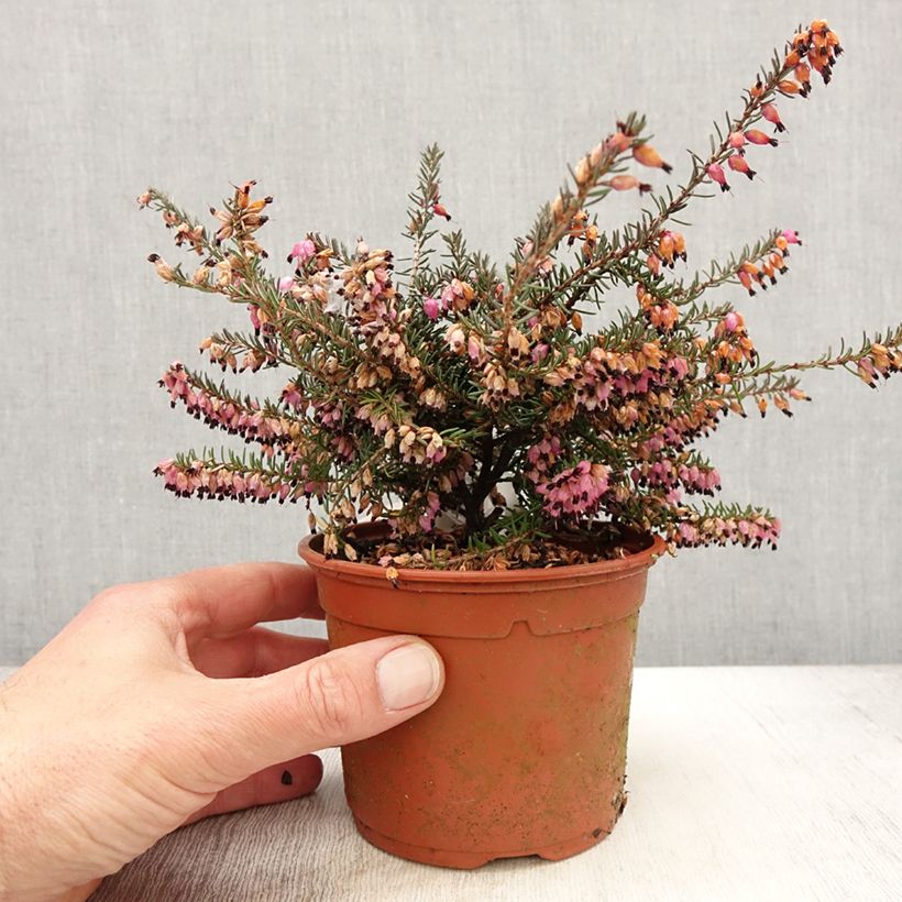 Esimerkki keväällä toimitetusta Bruyère Winter Belles Lucie - Erica (x) darleyensis Pot de 1L/1,5L-taimesta