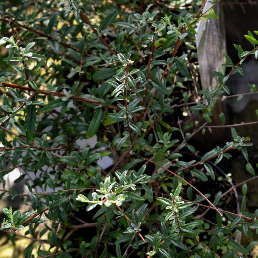 Kesäsyrikkä - Buddleja alternifolia (Lehvistö)