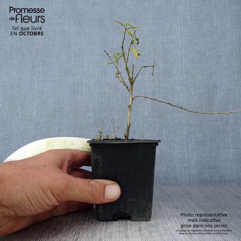 Esimerkki syksyllä toimitetusta Kesäsyrikkä - Buddleja alternifolia 8/9 cm taimiruukku-taimesta