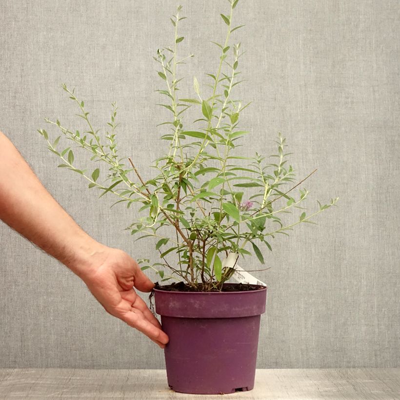 Esimerkki kesällä toimitetusta Kesäsyrikkä - Buddleja alternifolia Ruukku 3L / 4L-taimesta