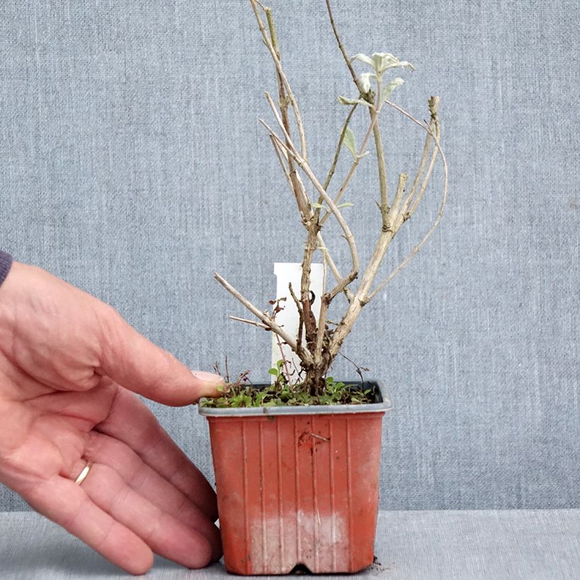 Esimerkki syksyllä toimitetusta Syyssyrikkä Adonis Blue 8/9 cm taimiruukku-taimesta