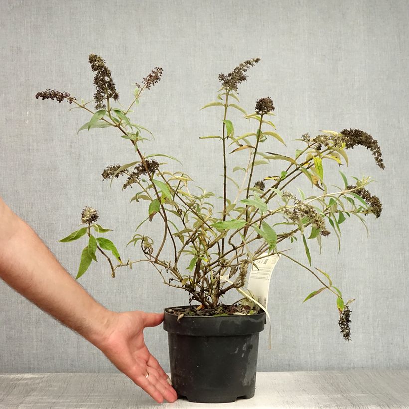 Esimerkki kesällä toimitetusta Syyssyrikkä Adonis Blue Pot de 3L/4L-taimesta