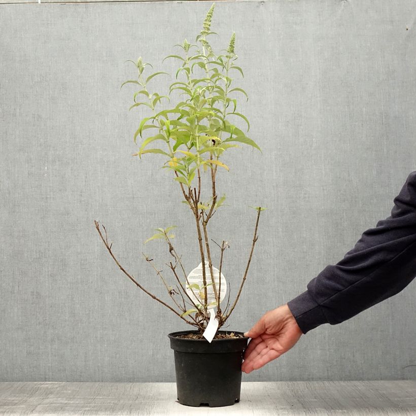 Esimerkki kesällä toimitetusta Syyssyrikkä Marbled White Pot de 2L/3L-taimesta