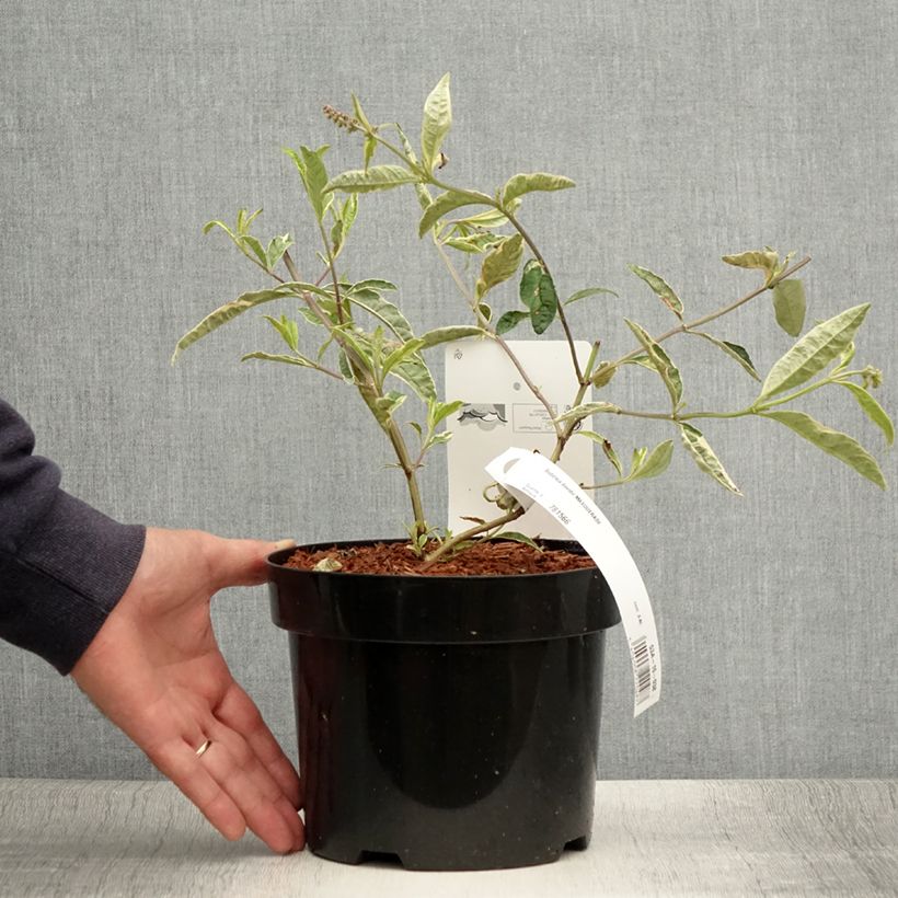 Esimerkki kesällä toimitetusta Syyssyrikkä Masquerade Pot de 3L/4L-taimesta