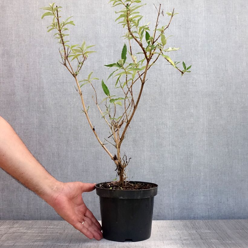 Esimerkki kesällä toimitetusta Syyssyrikkä Nanho White Pot de 2L/3L-taimesta