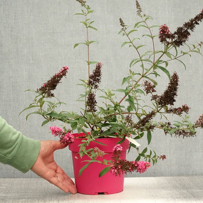 Esimerkki kesällä toimitetusta Syyssyrikkä Monarch Prince Charming Pot de 2L/3L-taimesta