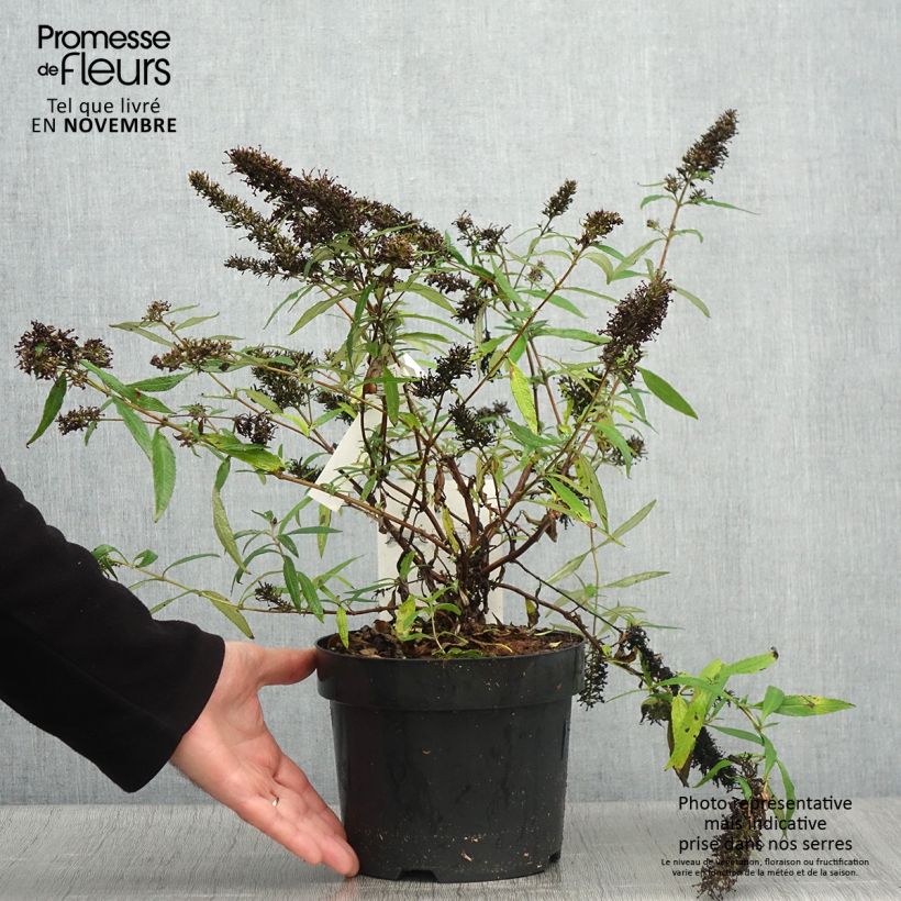 Esimerkki syksyllä toimitetusta Syyssyrikkä Purple Emperor 2 litran/3 litran ruukku-taimesta