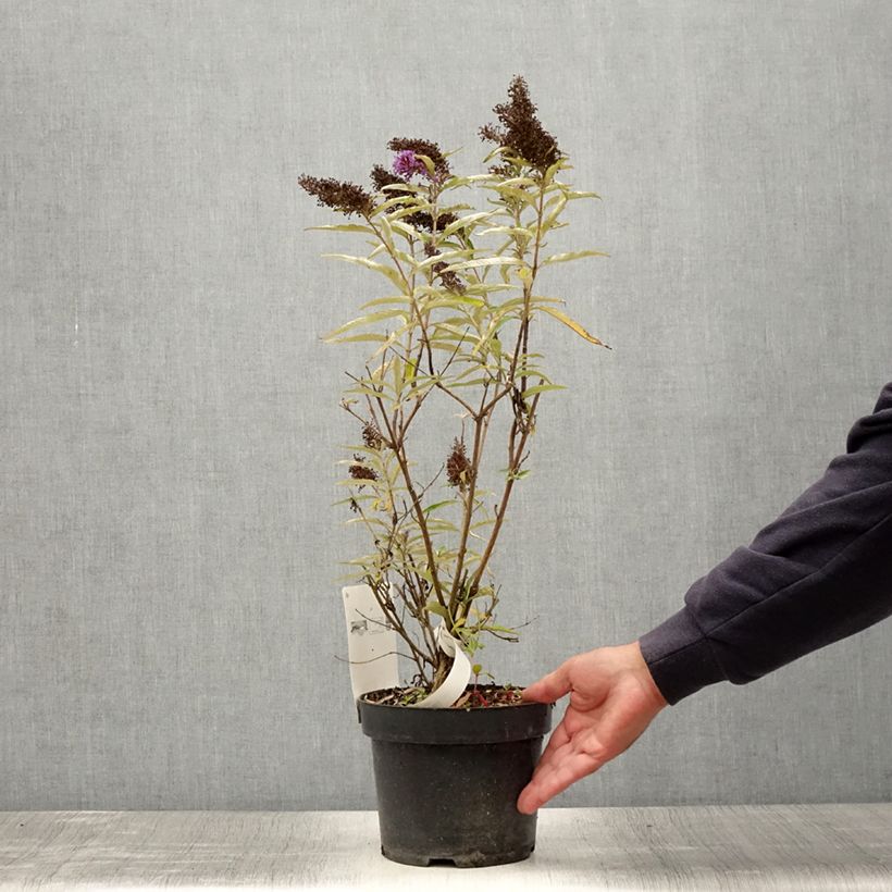Esimerkki kesällä toimitetusta Syyssyrikkä Purple Emperor Pot de 2L/3L-taimesta