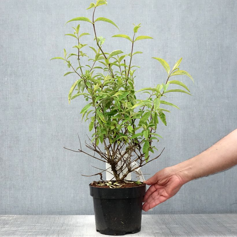 Esimerkki kesällä toimitetusta Syyssyrikkä Santana Ruukku 2L / 3L-taimesta