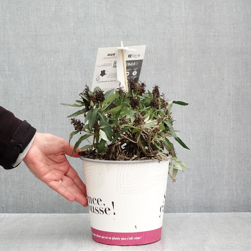 Esimerkki syksyllä toimitetusta Syyssyrikkä Tiny Buddy Deep Blue 4 litran/5 litran ruukku-taimesta