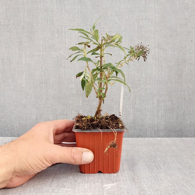 Esimerkki syksyllä toimitetusta Syyssyrikkä White Profusion 8/9 cm taimiruukku-taimesta