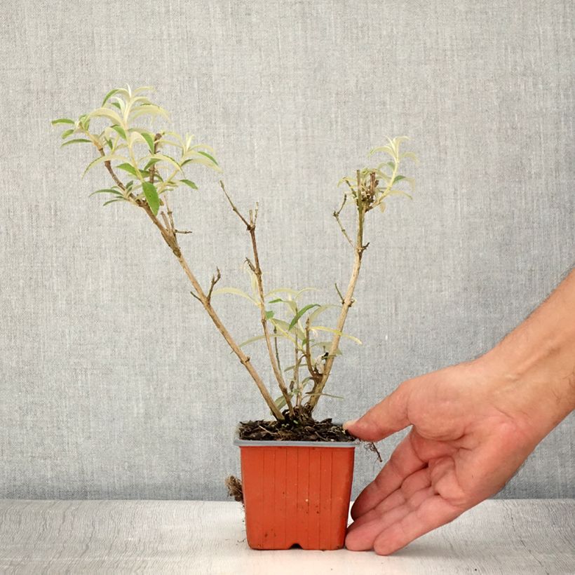 Esimerkki kesällä toimitetusta Syyssyrikkä White Profusion Taimiruukku 8/9 cm-taimesta