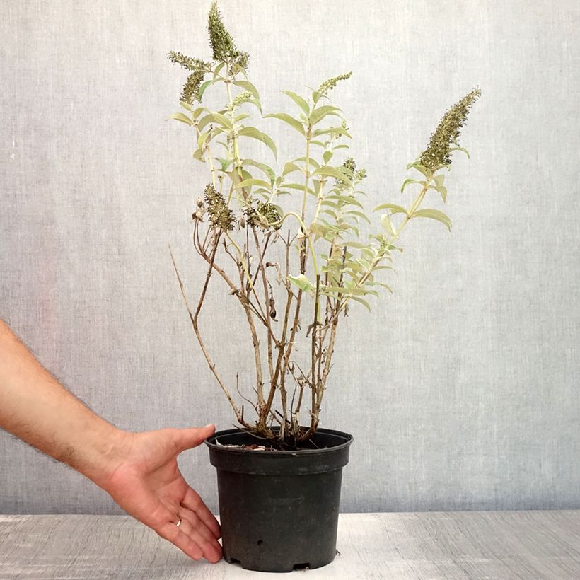 Esimerkki kesällä toimitetusta Syyssyrikkä White Profusion Ruukku 3L / 4L-taimesta