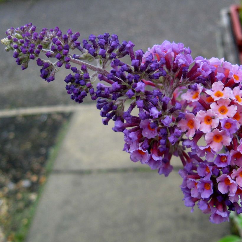 Syyssyrikkä Flower Power (Kukinta)