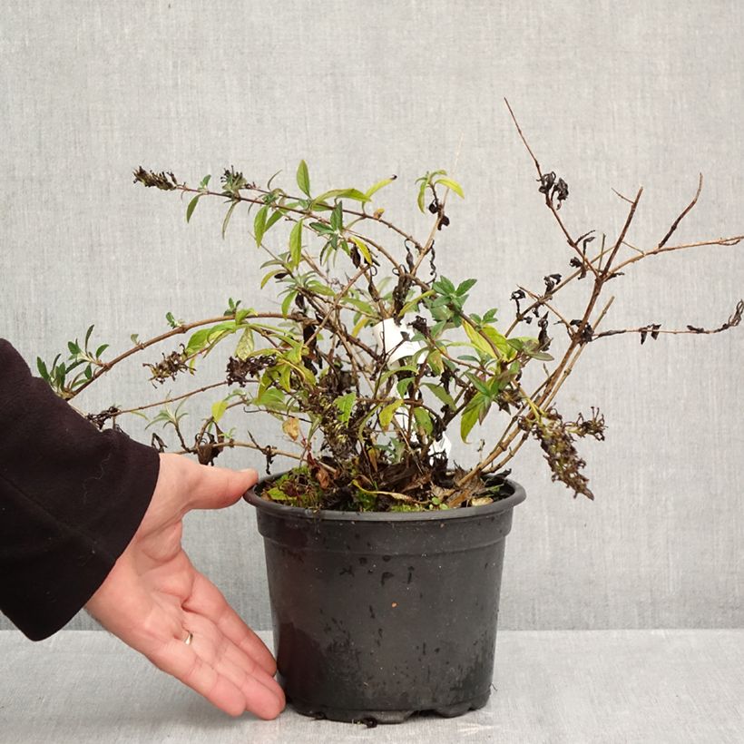 Esimerkki syksyllä toimitetusta Syyssyrikkä Free Petite Lavender Flow 2 litran/3 litran ruukku-taimesta