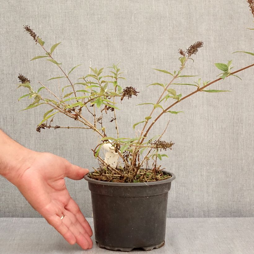 Esimerkki kesällä toimitetusta Syyssyrikkä Free Petite Lavender Flow Ruukku 2L / 3L-taimesta