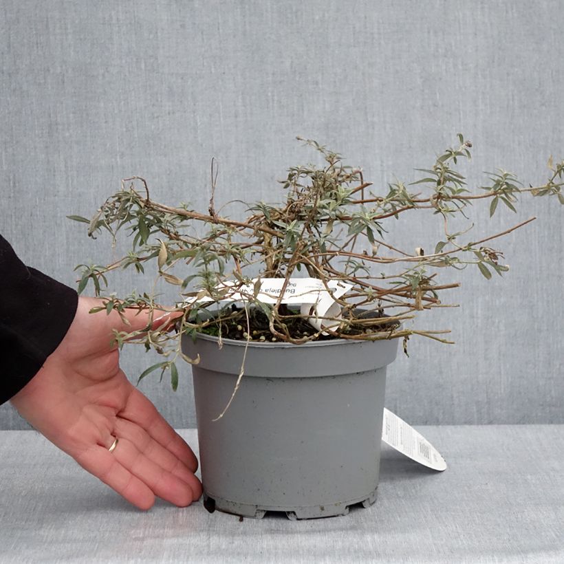Esimerkki talvella toimitetusta Buddleia Free Petite Lavender Flow - Arbre aux papillons Pot de 2L/3L-taimesta