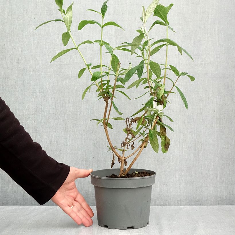 Esimerkki syksyllä toimitetusta Syrikkä - Buddleja globosa 3 litran/4 litran ruukku-taimesta