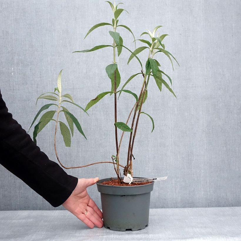 Esimerkki talvella toimitetusta Syrikkä - Buddleja globosa 3 litran/4 litran ruukku-taimesta