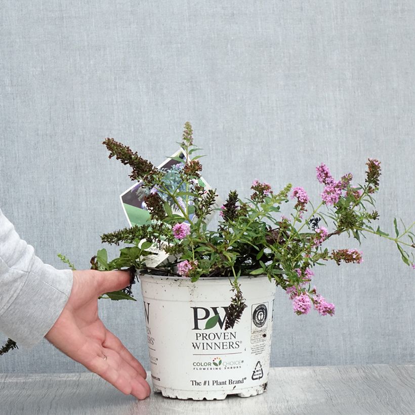 Esimerkki kesällä toimitetusta Syyssyrikkä Lilac Chip Pot de 2L/3L-taimesta