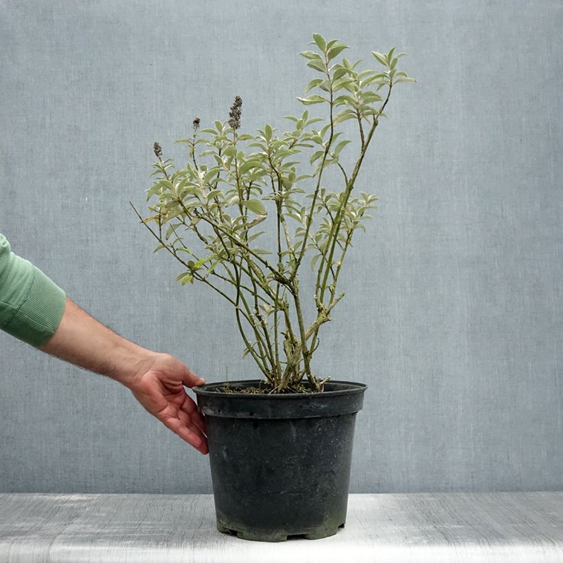 Esimerkki kesällä toimitetusta Syyssyrikkä Lochinch Pot de 7,5L/10L-taimesta