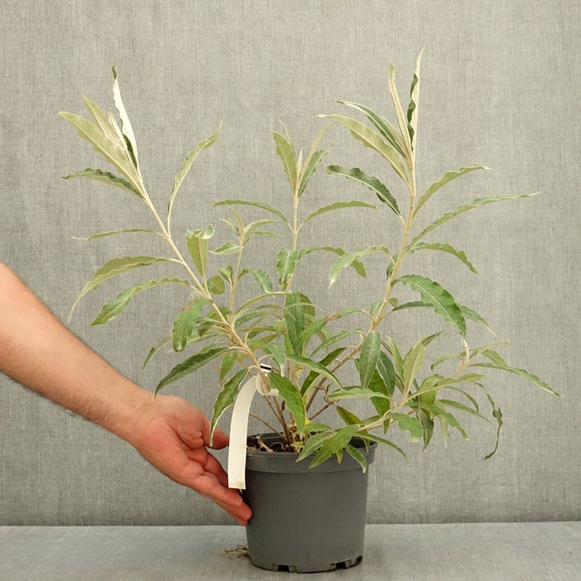 Esimerkki kesällä toimitetusta Buddleja megalocephala  -Syrikkä 3 litran/4 litran ruukku-taimesta