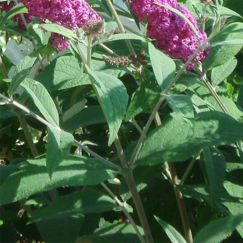 Syrikä Miss Ruby (Foliage)