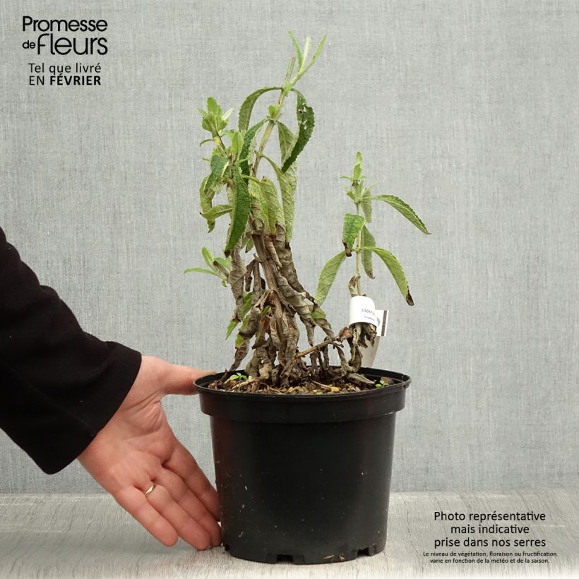 Esimerkki talvella toimitetusta Buddleia Orange Sceptre - Arbre aux papillons Pot de 3L/4L-taimesta