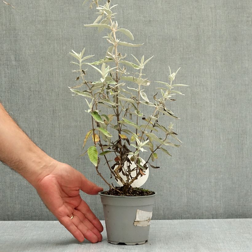 Esimerkki kesällä toimitetusta Syrikkä Silver Anniversary 12 cm / 13 cm ruukku-taimesta