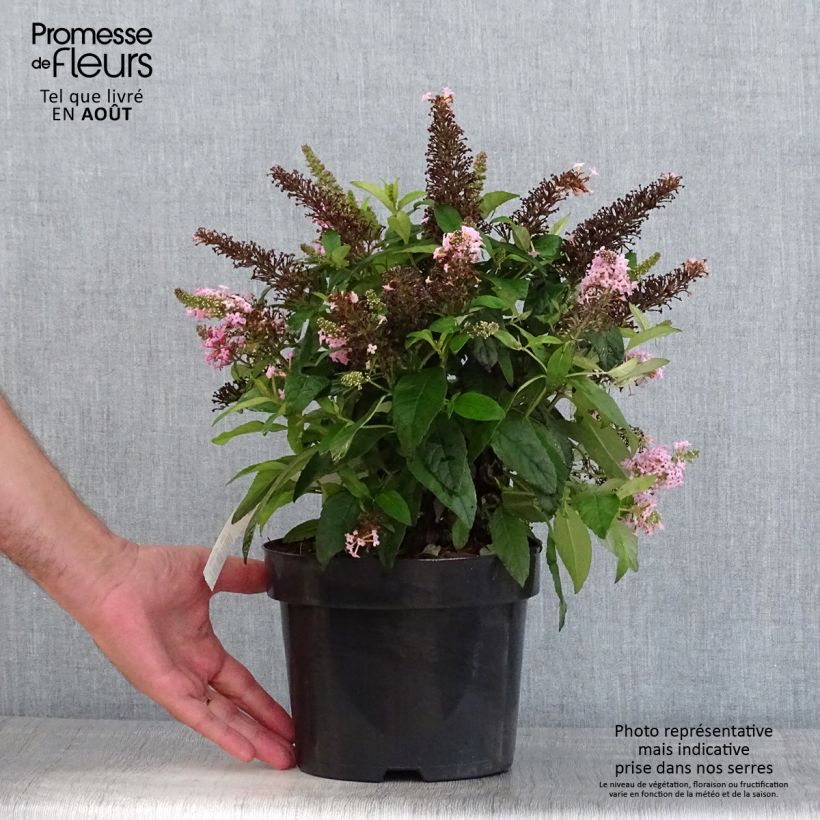 Esimerkki kesällä toimitetusta Syyssyrikkä Butterfly Candy Little Pink Pot de 3L/4L-taimesta