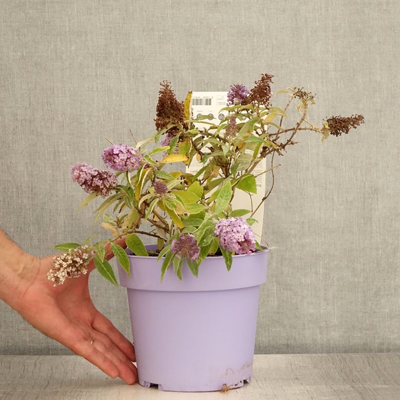 Esimerkki kesällä toimitetusta Syyssyrikkä Butterfly Candy Lila Sweetheart Pot de 3L/4L-taimesta
