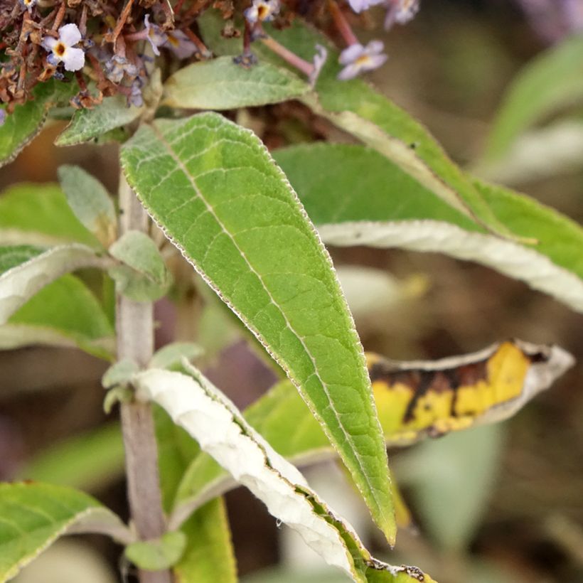 Syyssyrikkä Butterfly Candy Lila Sweetheart (Lehvistö)