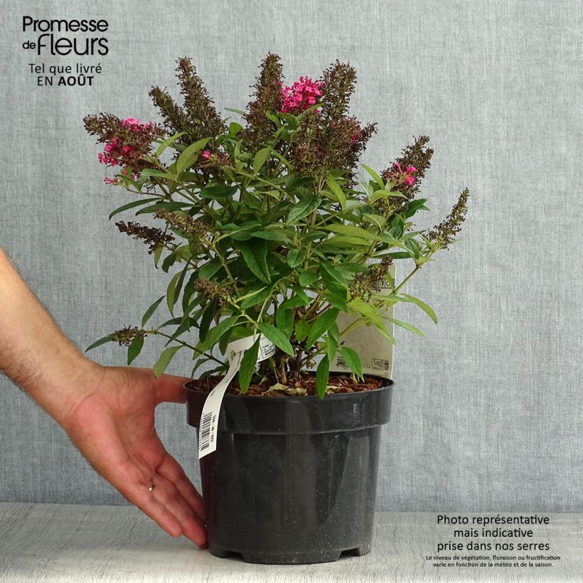 Esimerkki kesällä toimitetusta Syyssyrikkä Butterfly Candy Little Ruby Ruukku 3L / 4L-taimesta