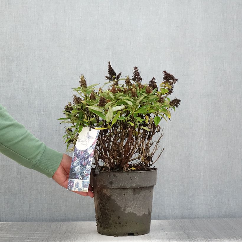 Esimerkki kesällä toimitetusta Buddleja davidii Butterfly Candy Trio Little Purple, Litttle Pink, Little Lila - Arbres aux papillons nains  Pot de 4L/5L-taimesta